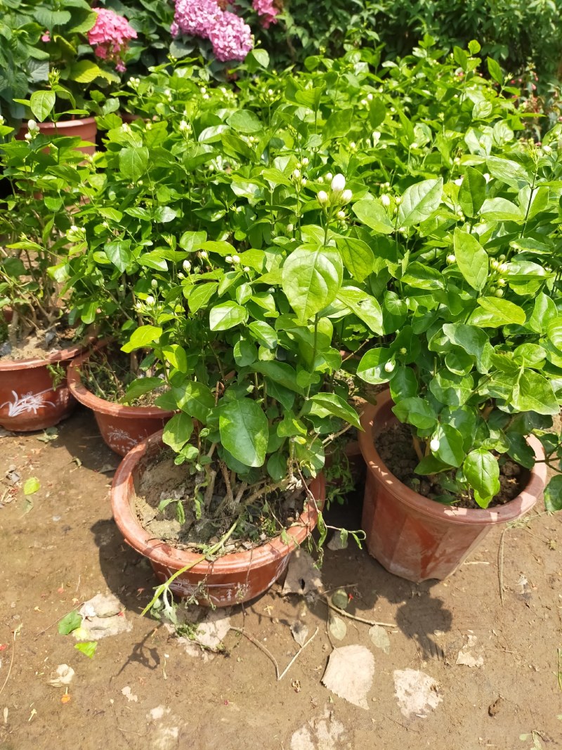 【品质保证】茉莉花盆栽家养净化空气南北适种包成活死苗补发