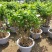 【品质保证】茉莉花盆栽家养净化空气南北适种包成活死苗补发
