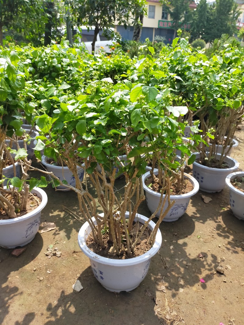 【品质保证】茉莉花盆栽家养净化空气南北适种包成活死苗补发