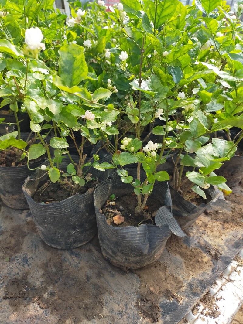 【品质保证】茉莉花盆栽家养净化空气南北适种包成活死苗补发