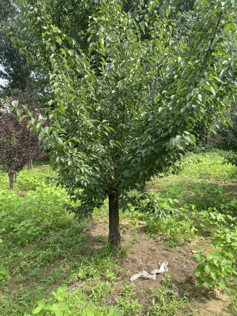 红梅8-9公分，基地直销，质量保证