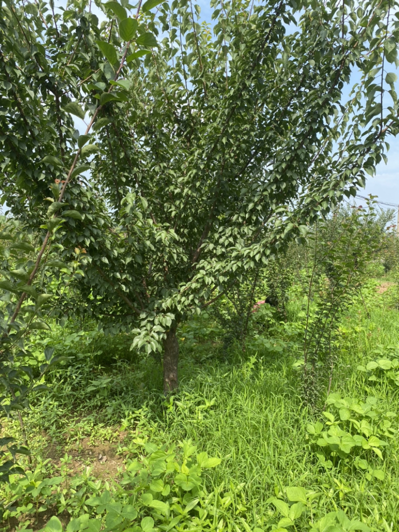 红梅8-9公分，基地直销，质量保证