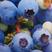 蓝莓苗基地直发品种纯（放心苗）带土发货包邮