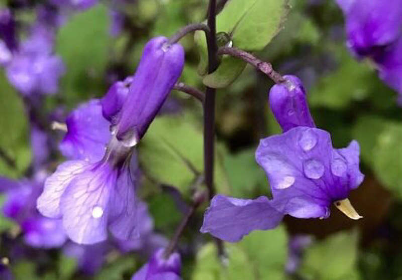 二月兰基地直发包成活技术常年供应绿化苗木