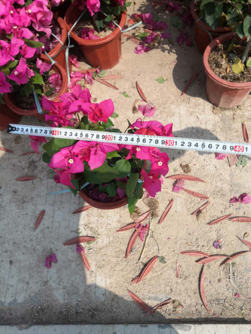 同安红三角梅小红盆！多色小红盆，等等其他绿化工程苗