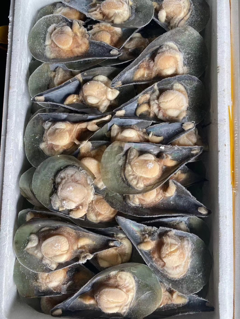 带子江瑶贝半壳江瑶贝半壳