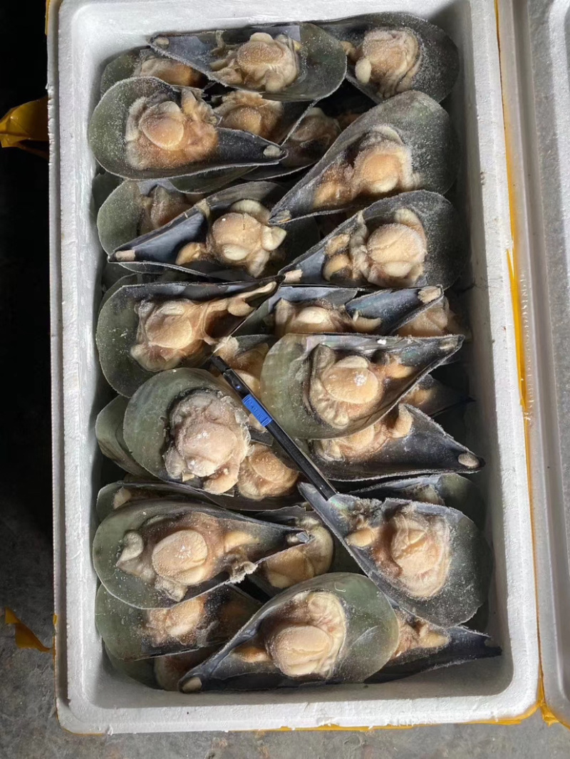 带子江瑶贝半壳江瑶贝半壳