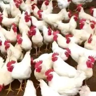 [推荐]白羽鸡，厂家现货，品种优品，包运输，包成活率