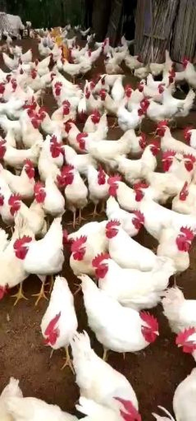 [推荐]白羽鸡，厂家现货，品种优品，包运输，包成活率