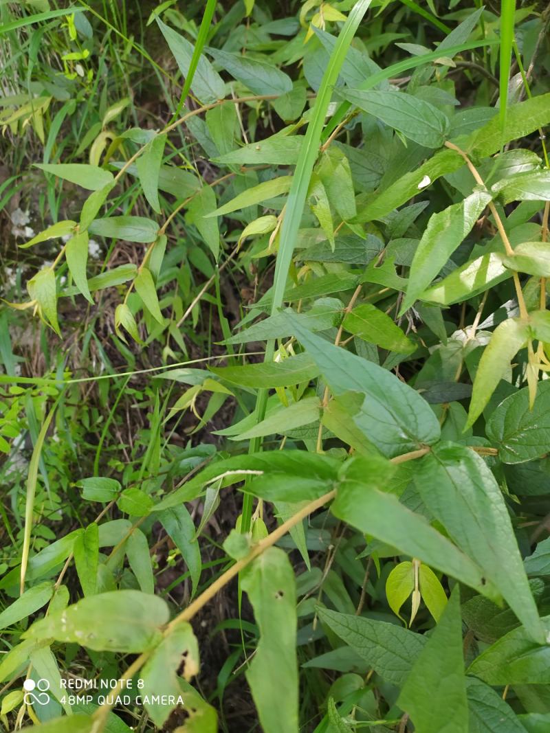 贵州大山野生药材来江藤蜜桶花野生全草现采