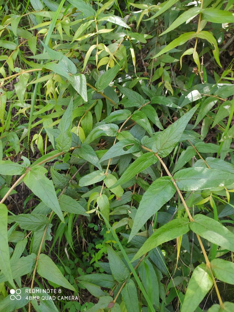 贵州大山野生药材来江藤蜜桶花野生全草现采