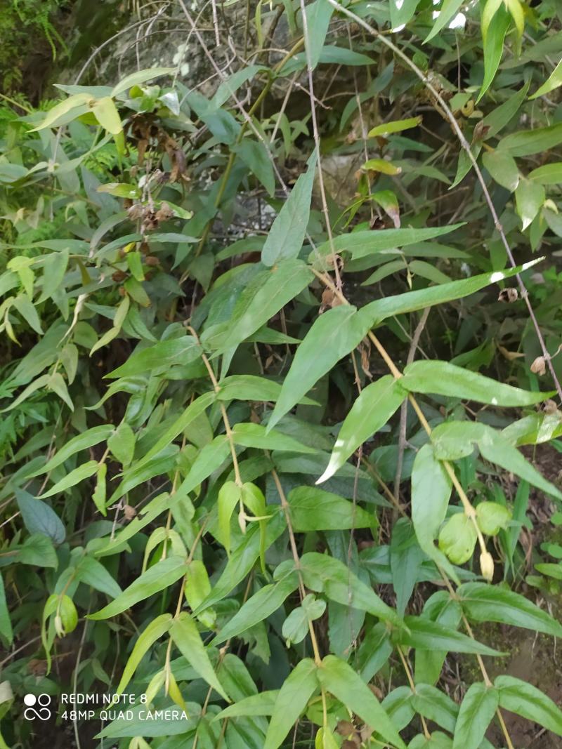 贵州大山野生药材来江藤蜜桶花野生全草现采