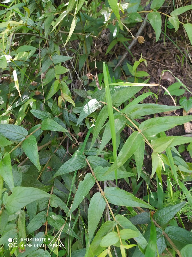 贵州大山野生药材来江藤蜜桶花野生全草现采