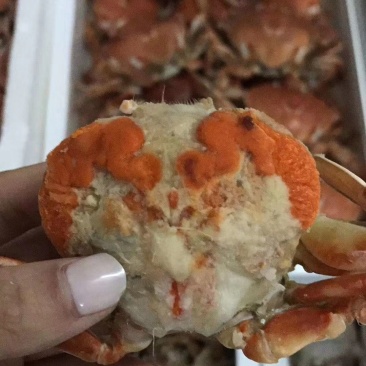 招财蟹净重6斤满黄