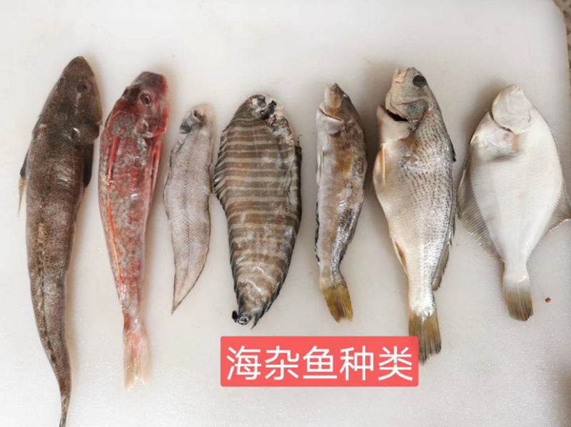 【有好货】海杂鱼组合海杂鱼海杂鱼组合