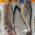 【有好货】海杂鱼组合海杂鱼海杂鱼组合