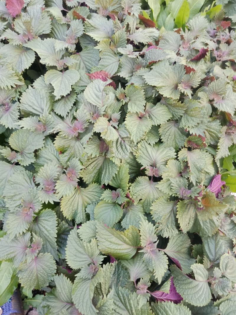 【精品】紫苏绿面红底专业种植产地直发常年有货全国可发～