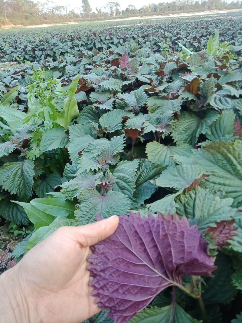 【精品】紫苏绿面红底专业种植产地直发常年有货全国可发～