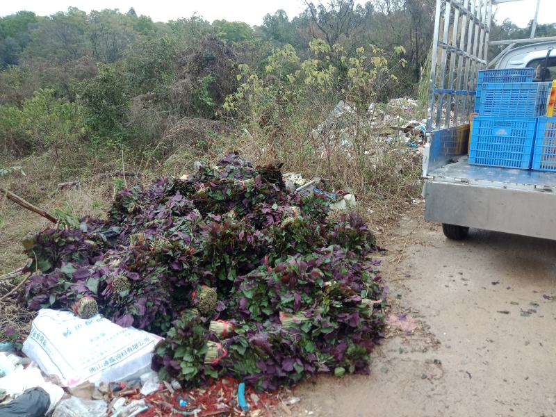 【精品】紫苏绿面红底专业种植产地直发常年有货全国可发～
