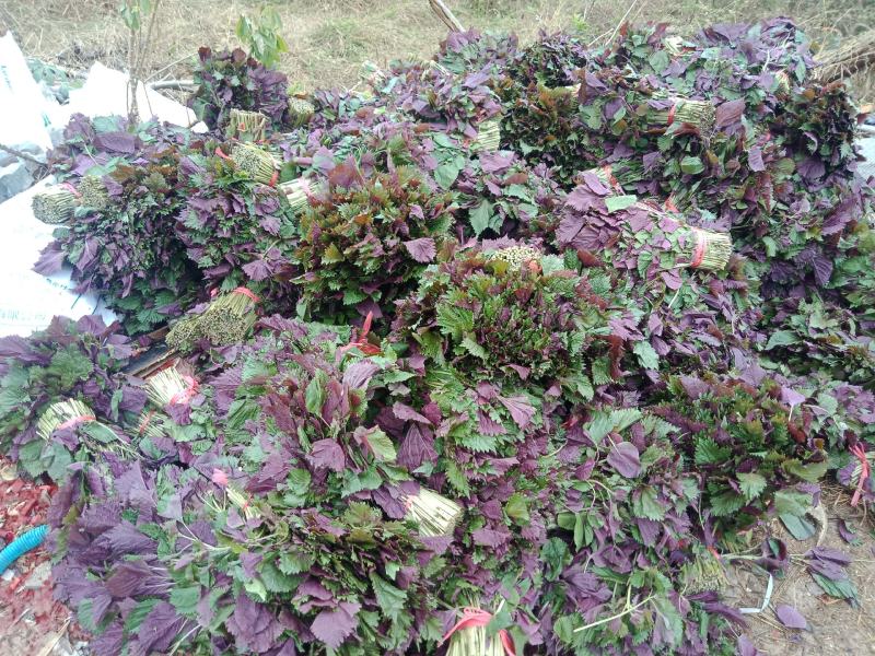 【精品】紫苏绿面红底专业种植产地直发常年有货全国可发～