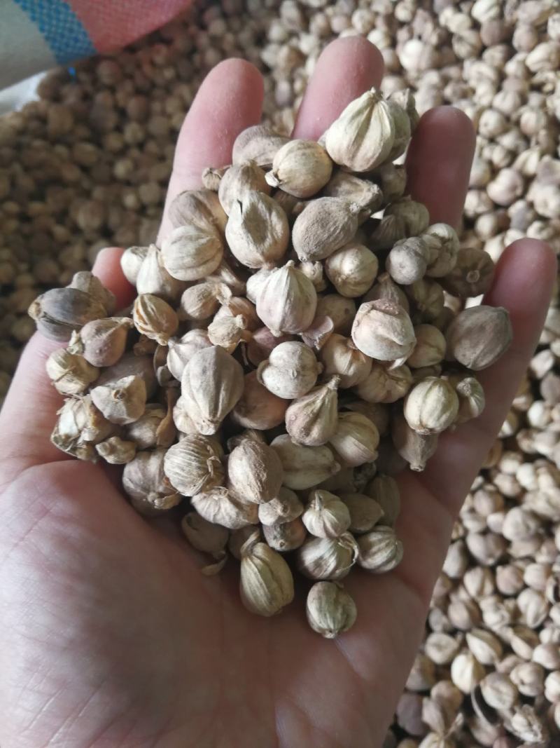 白蔻原色白蔻白扣水洗白蔻白豆蔻川菜调料另外还