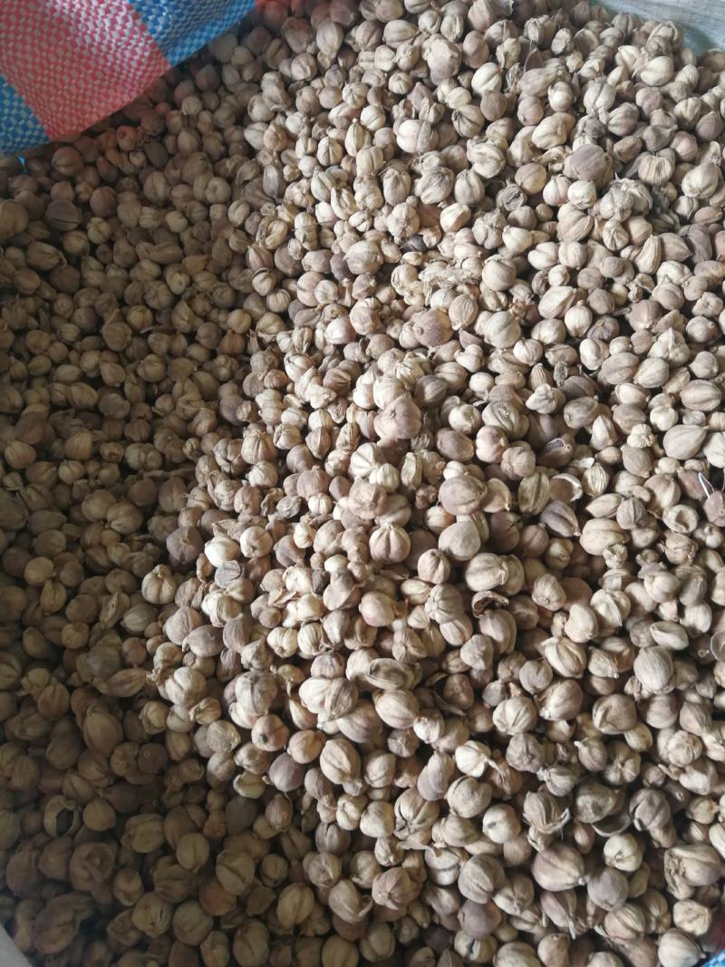 白蔻原色白蔻白扣水洗白蔻白豆蔻川菜调料另外还