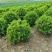 河北衡水供应大量60公分卫矛