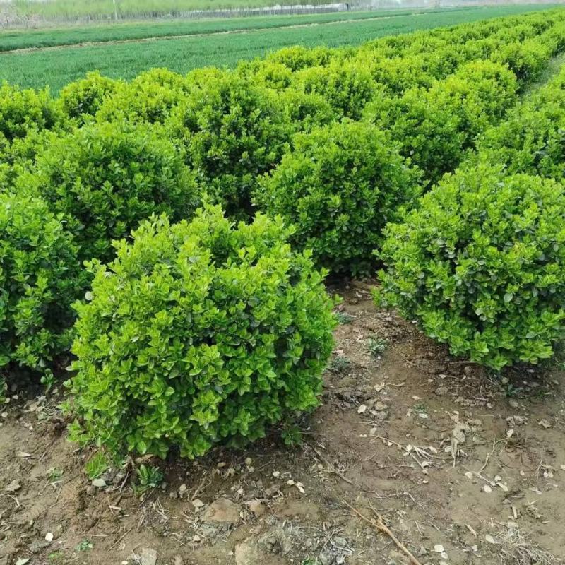 河北衡水供应大量60公分卫矛