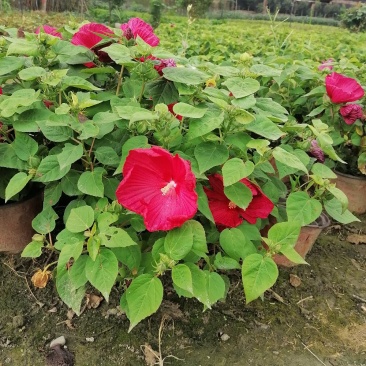 出售芙蓉菊，芙蓉菊杯苗。