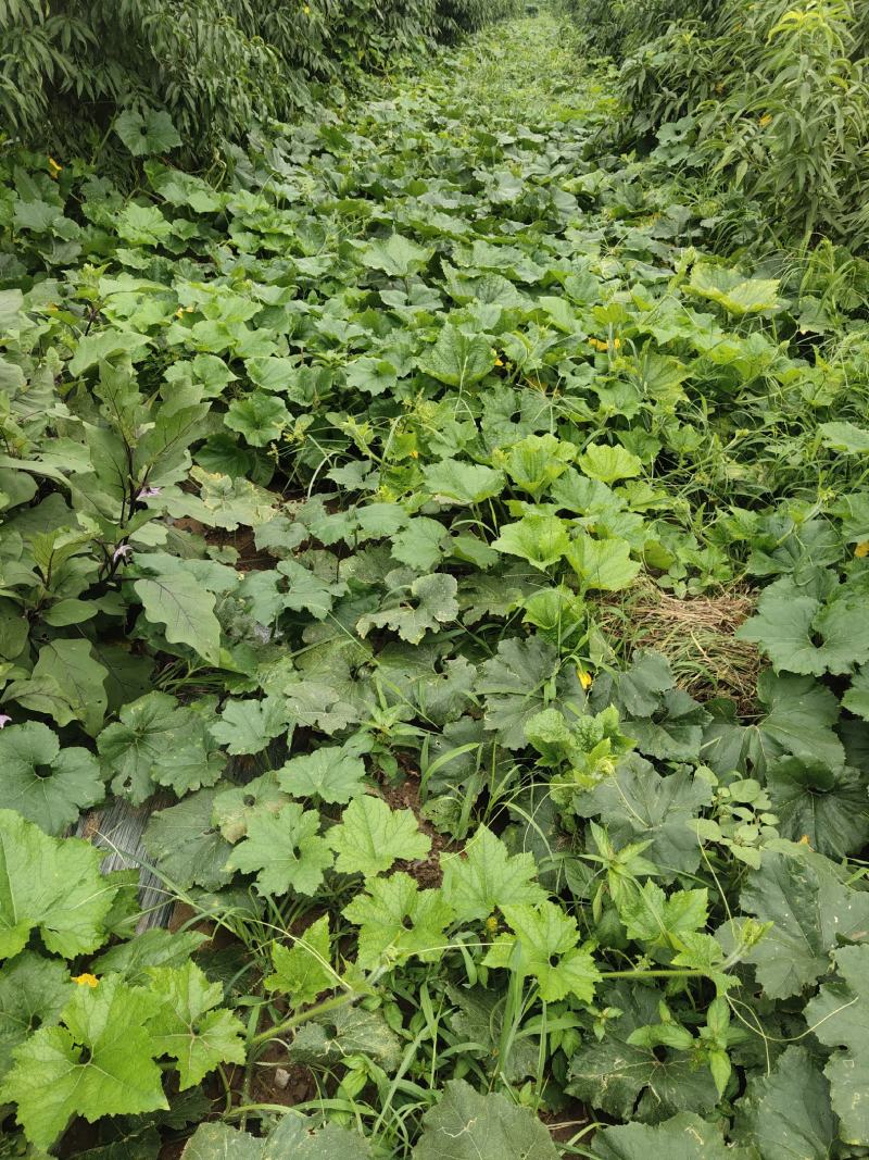 自家的种植黑皮大冬瓜