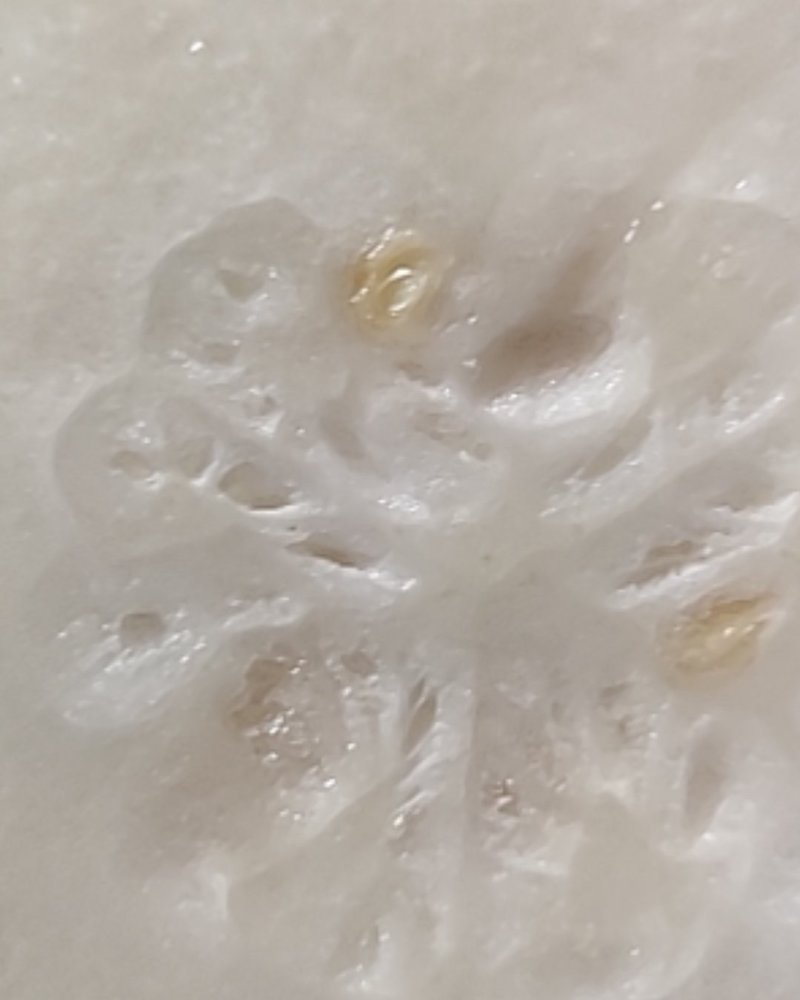 自家的种植黑皮大冬瓜