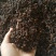 丁香公丁香各种香料量大从优调味料