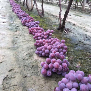 巨峰葡萄大量上市价格低质量保证基地直销