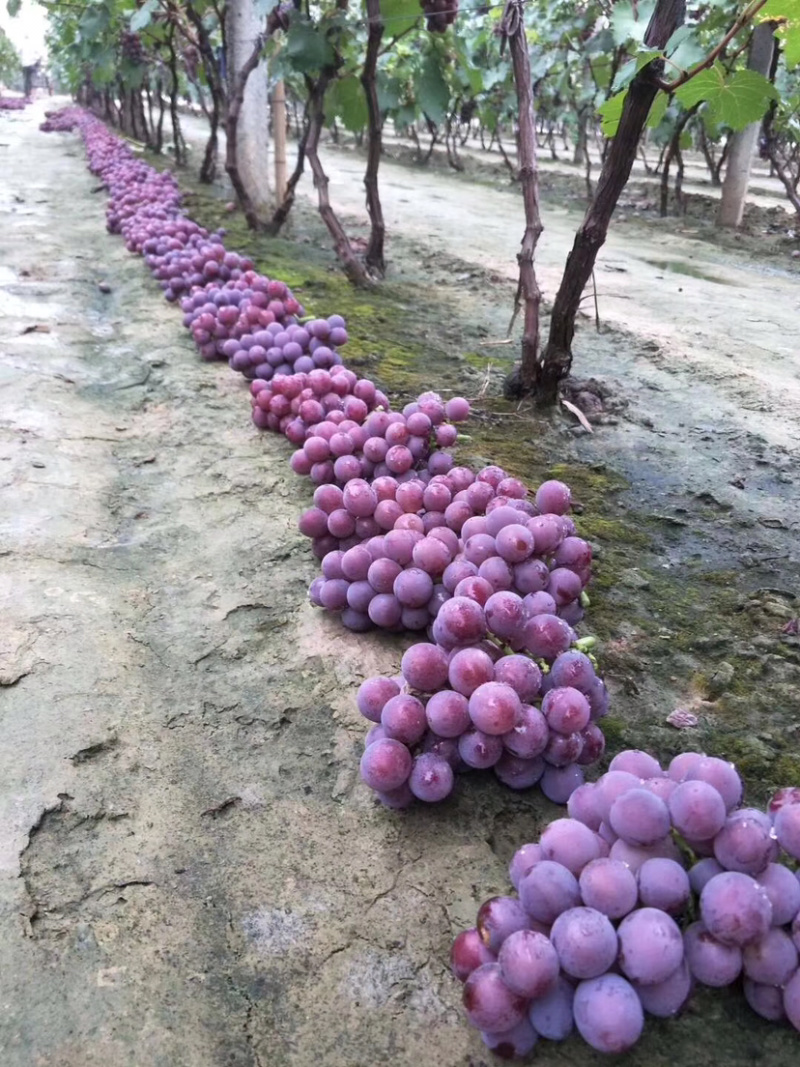 巨峰葡萄大量上市价格低质量保证基地直销