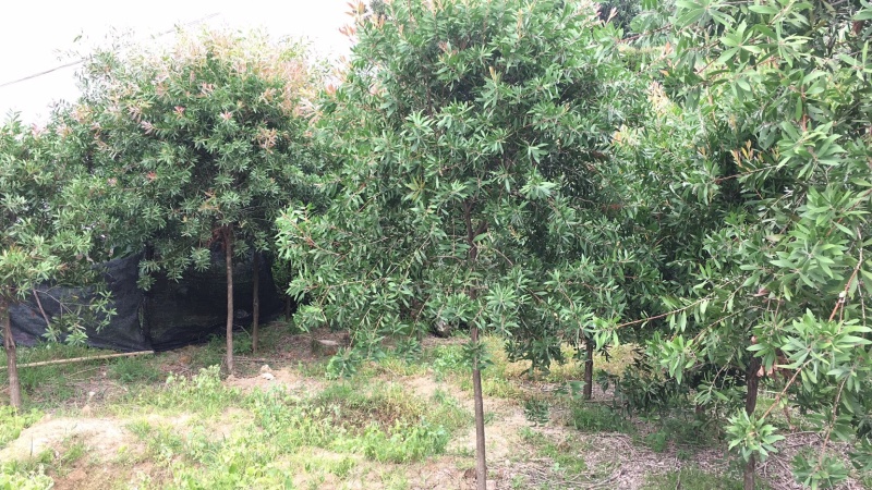红千层，美花红千层大量供应