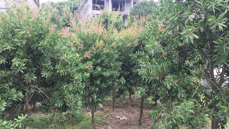 红千层，美花红千层大量供应