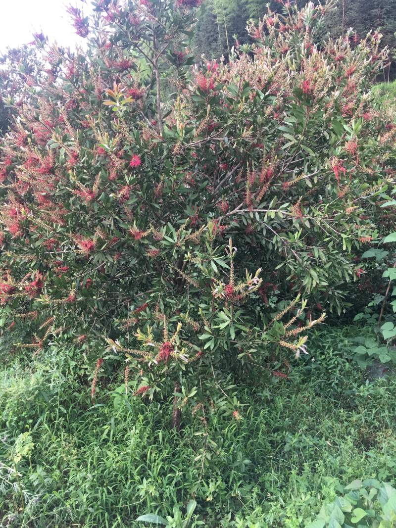 红千层，美花红千层大量供应