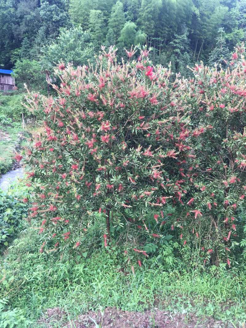 红千层，美花红千层大量供应