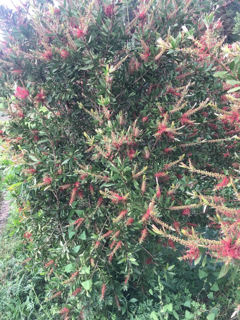 红千层，美花红千层大量供应