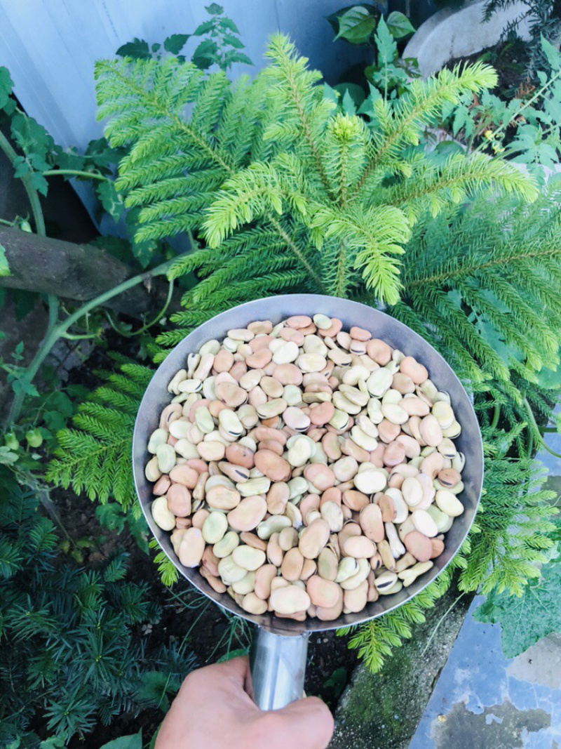 四川新鲜蚕豆产地直发/大量供应/欢迎咨询
