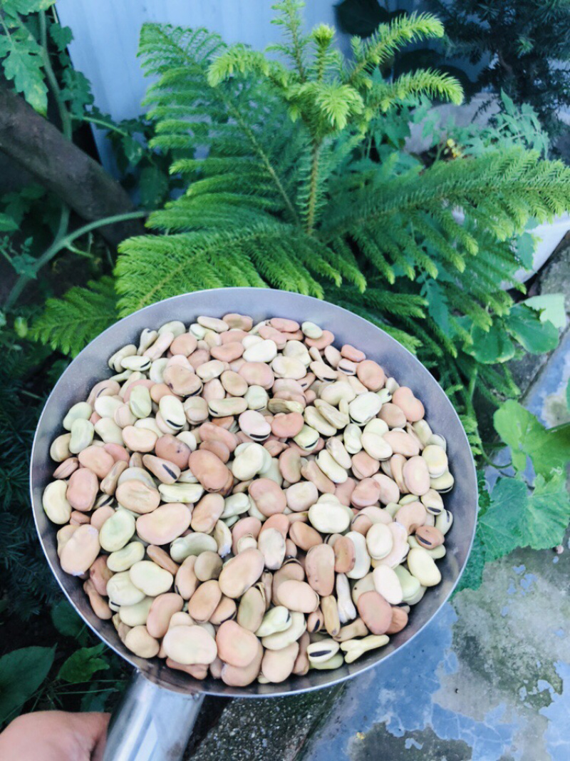四川新鲜蚕豆产地直发/大量供应/欢迎咨询