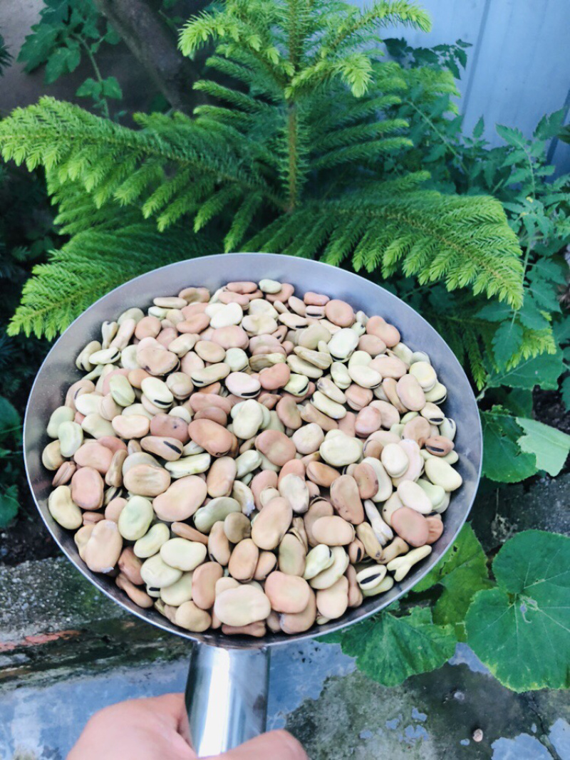 四川新鲜蚕豆产地直发/大量供应/欢迎咨询