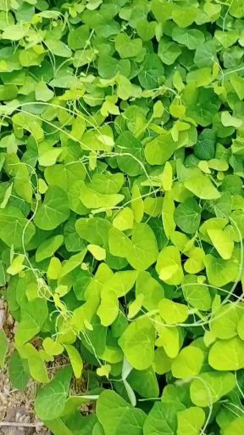 江西粉防己苗，独木香苗，汉防己苗，防己苗