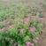 绣线菊，基地大量出售各种绣线菊，货源充足