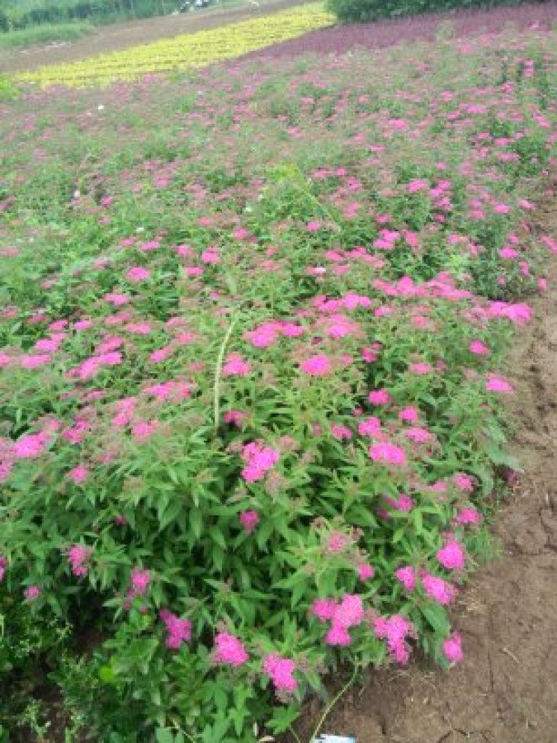 绣线菊，基地大量出售各种绣线菊，货源充足