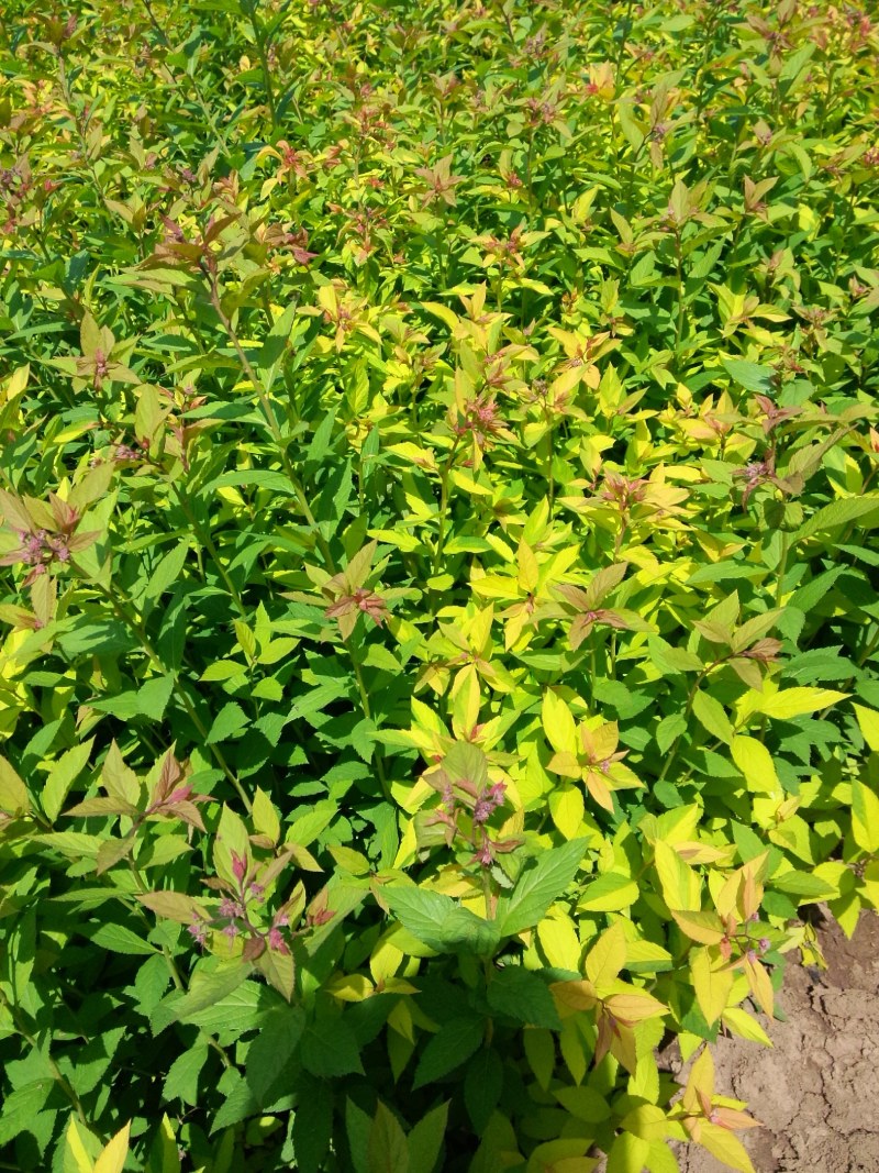 绣线菊，基地大量出售各种绣线菊，货源充足