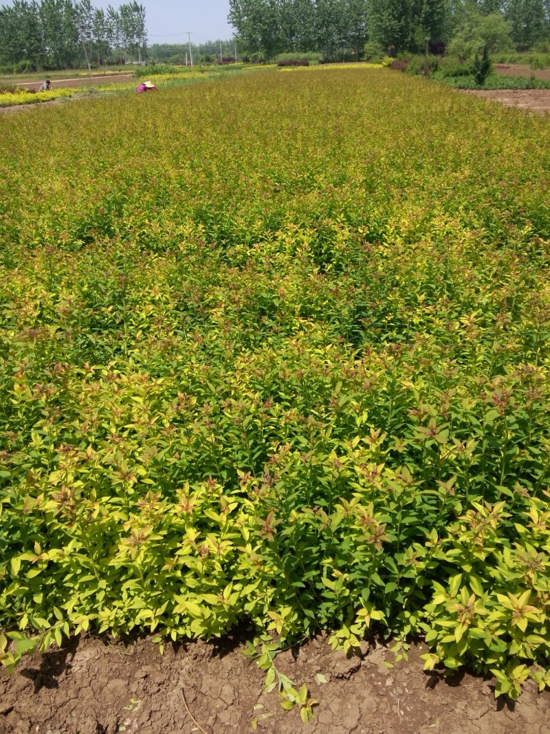 绣线菊，基地大量出售各种绣线菊，货源充足