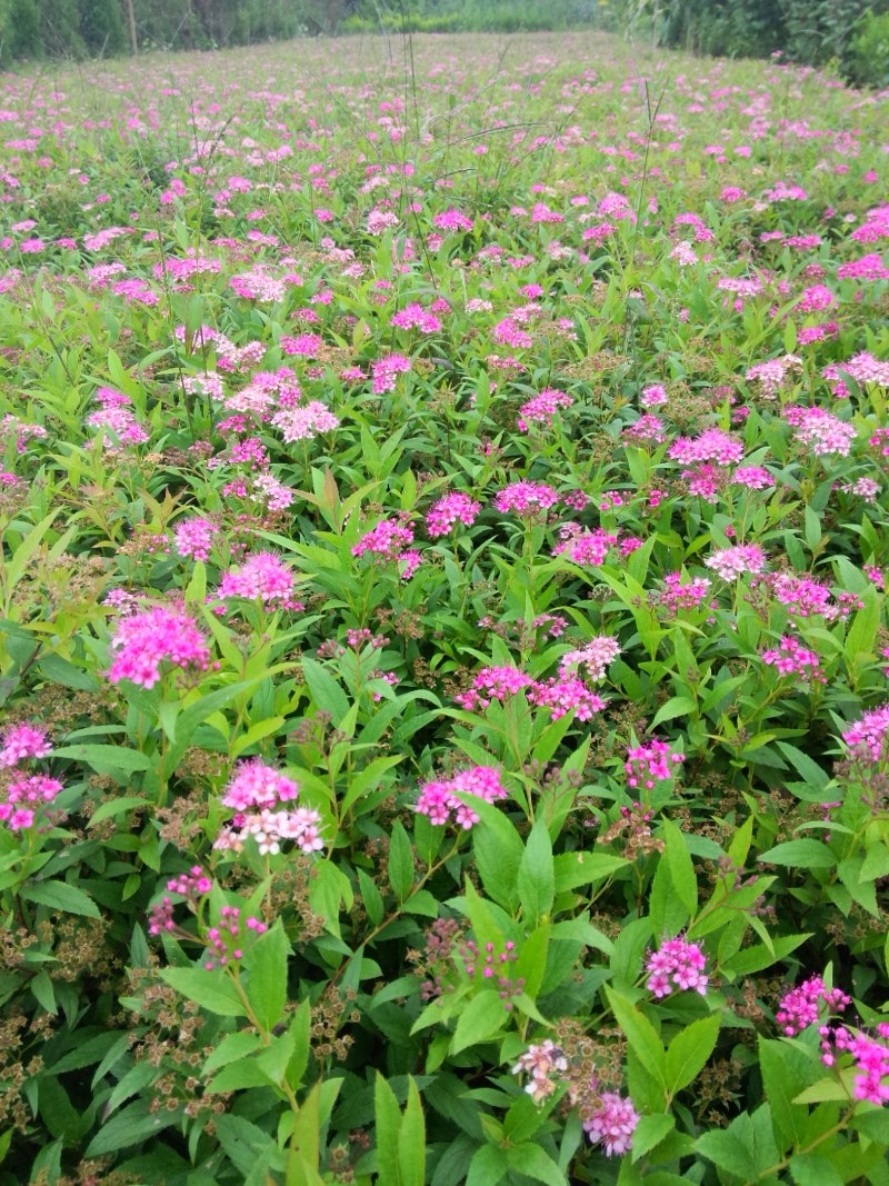 绣线菊，基地大量出售各种绣线菊，货源充足