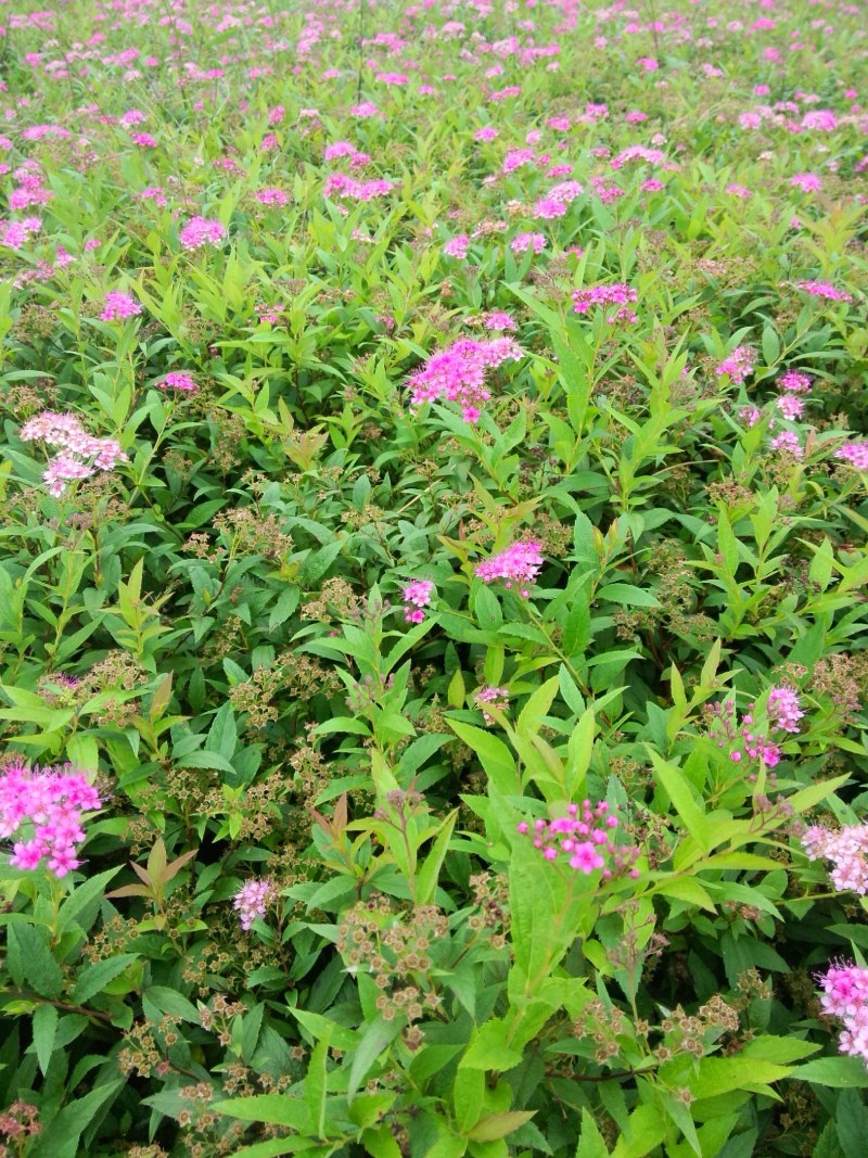 绣线菊，基地大量出售各种绣线菊，货源充足
