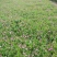 绣线菊，基地大量出售各种绣线菊，货源充足
